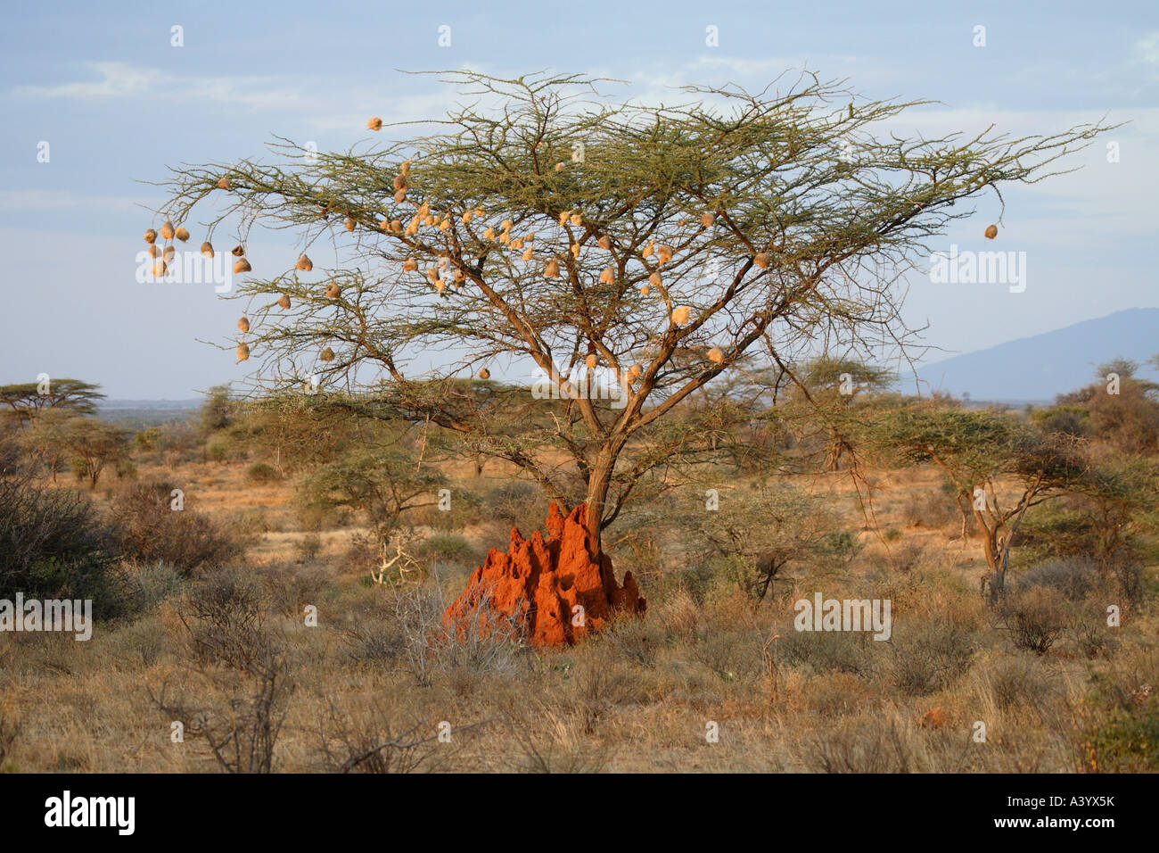 Umbrella Thorn Acacia, Umbrella Acacia (Acacia tortilis), landscape in Samburu with camel thorn, Kenya Stock Photo