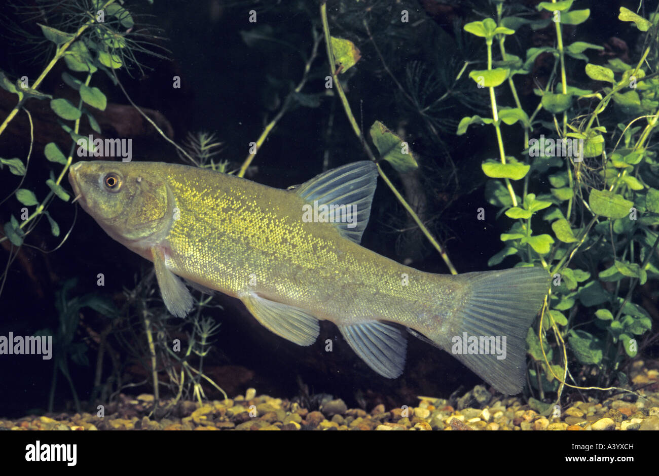 tench (Tinca tinca), portrait of a single animal Stock Photo