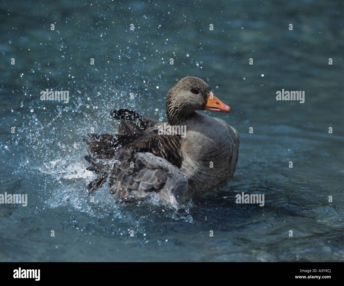 Mallard duck splashing in water Stock Photo