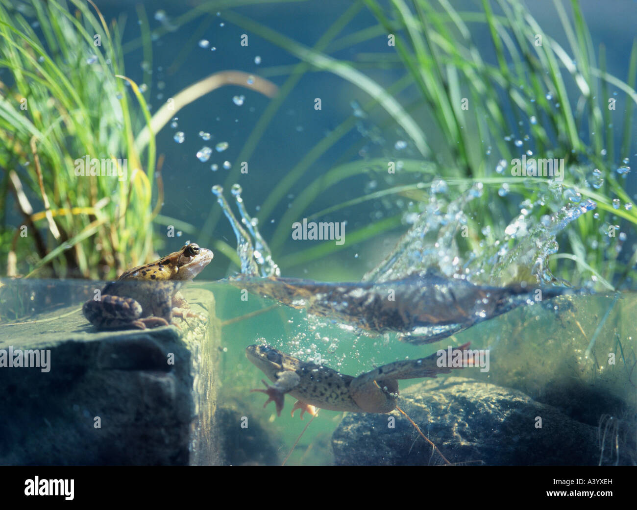 Frog Underwater High Resolution Stock Photography and Images Alamy