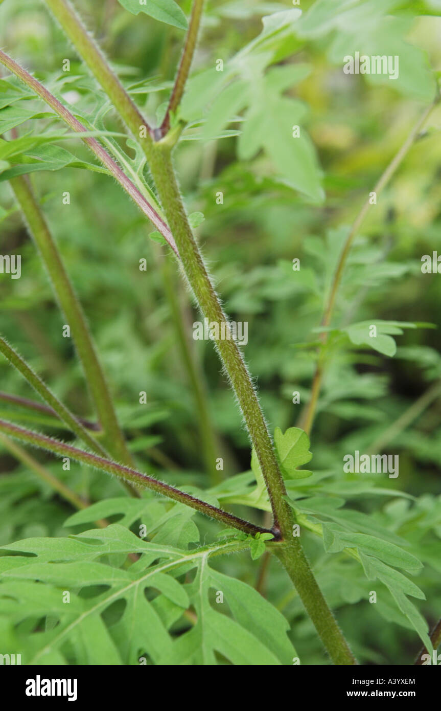 annual ragweed, common ragweed, bitter-weed, hog-weed, Roman wormwood (Ambrosia artemisiifolia), close-up view of the stem Stock Photo