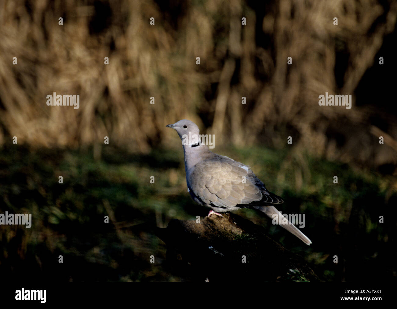 Collared Dove Gloucestershire England Stock Photo Alamy