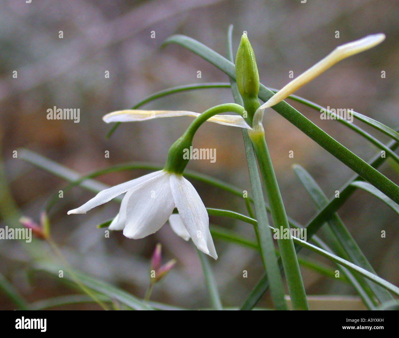 Nice Snowflake (leucojum Nicaeense), Flower Stock Photo - Alamy