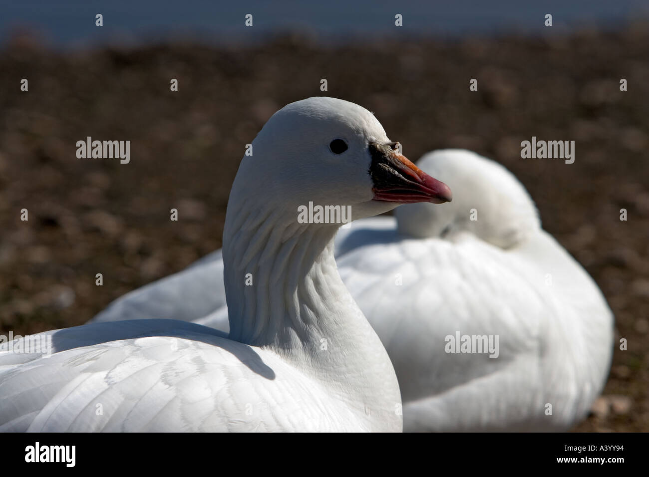 White goose resting with soft focus blurred white goose sleeping with