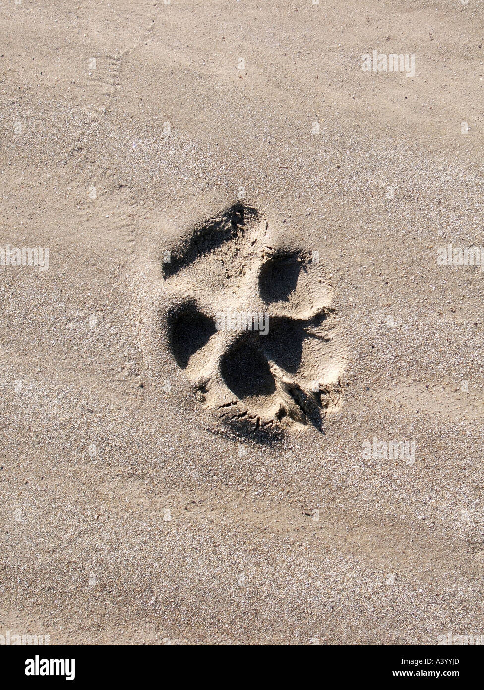 dog paw print Stock Photo - Alamy