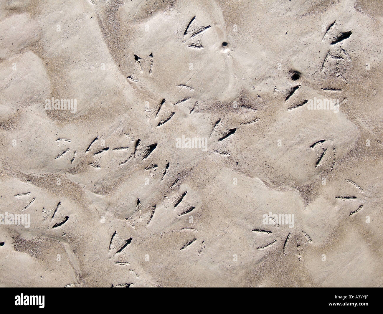 duck footprints in mud Stock Photo Alamy