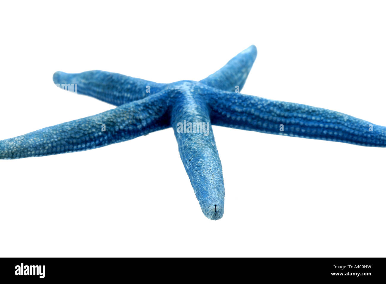 Blue starfish ornamental hi-res stock photography and images - Alamy