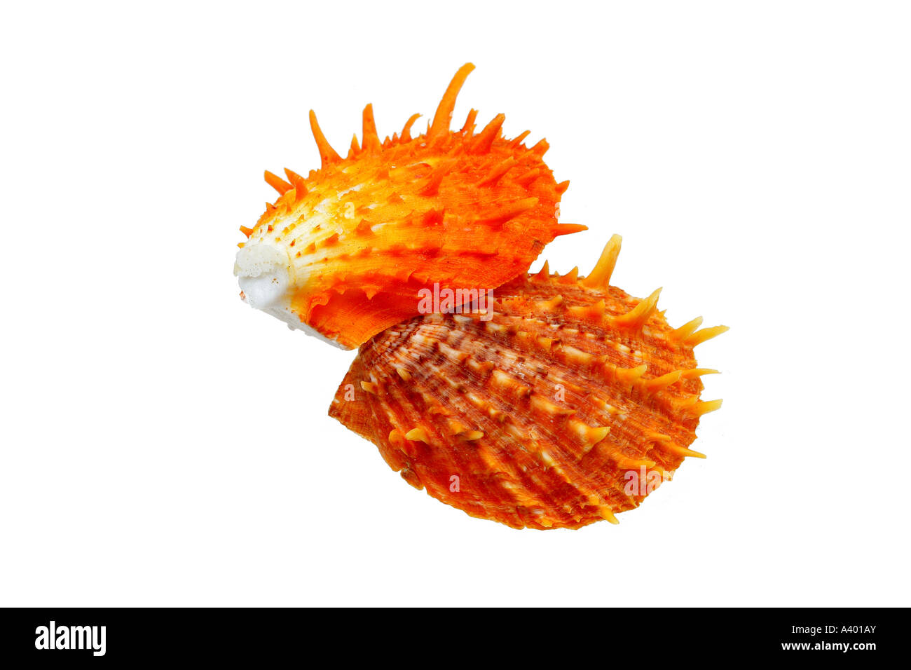 Lifestyle marine mollusk mollusks objects ornamental sea shell shells