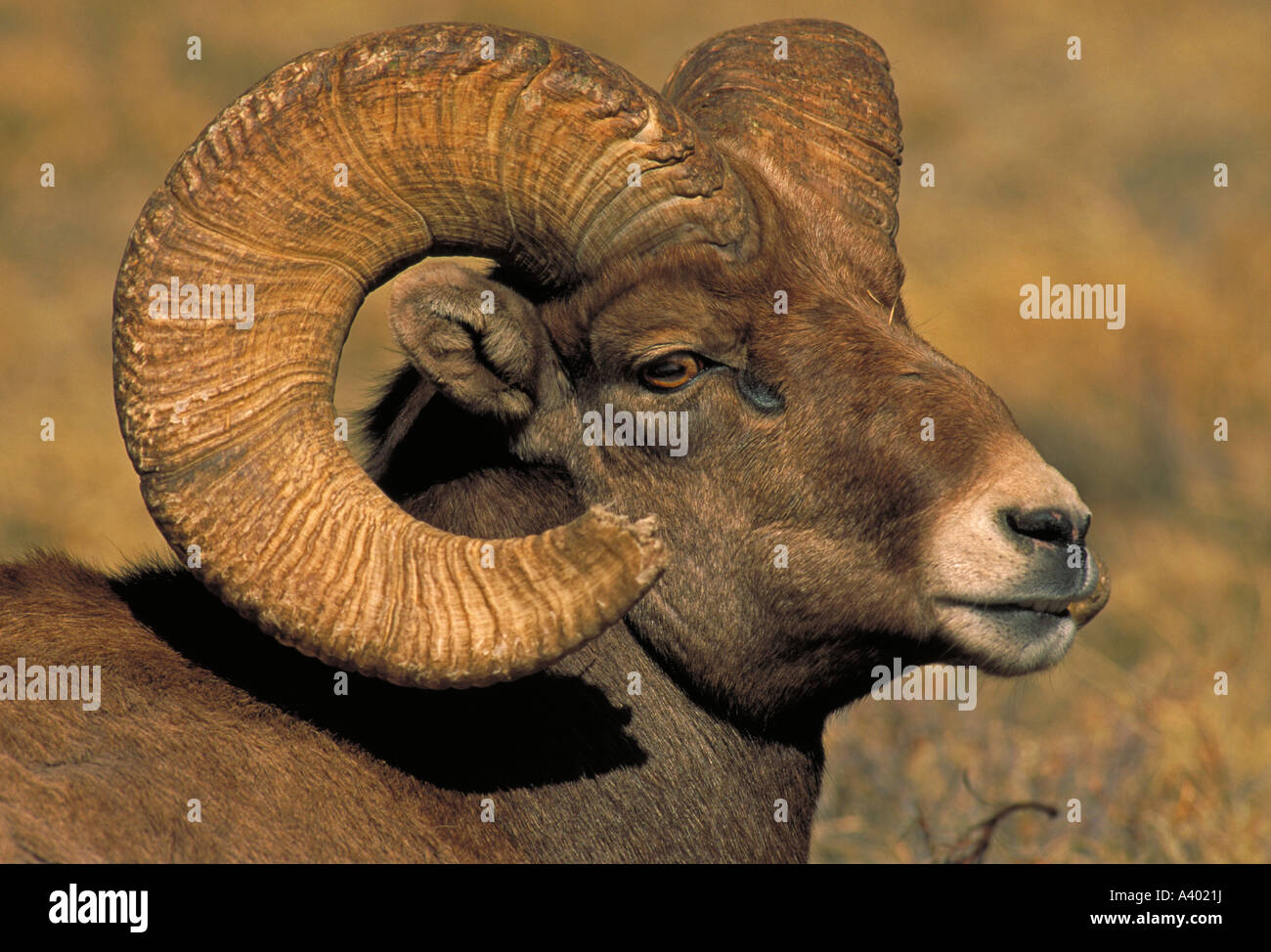 Bighorn Sheep Ovis canadensis Ram in rut Colorado Stock Photo - Alamy