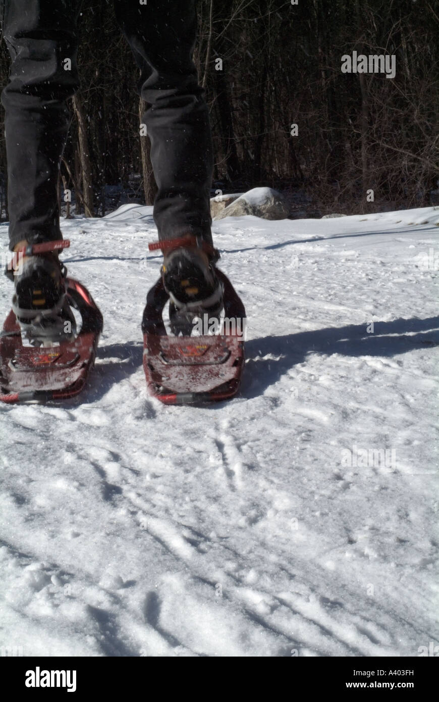 A person snowshoeing in a New England forest Stock Photo Alamy