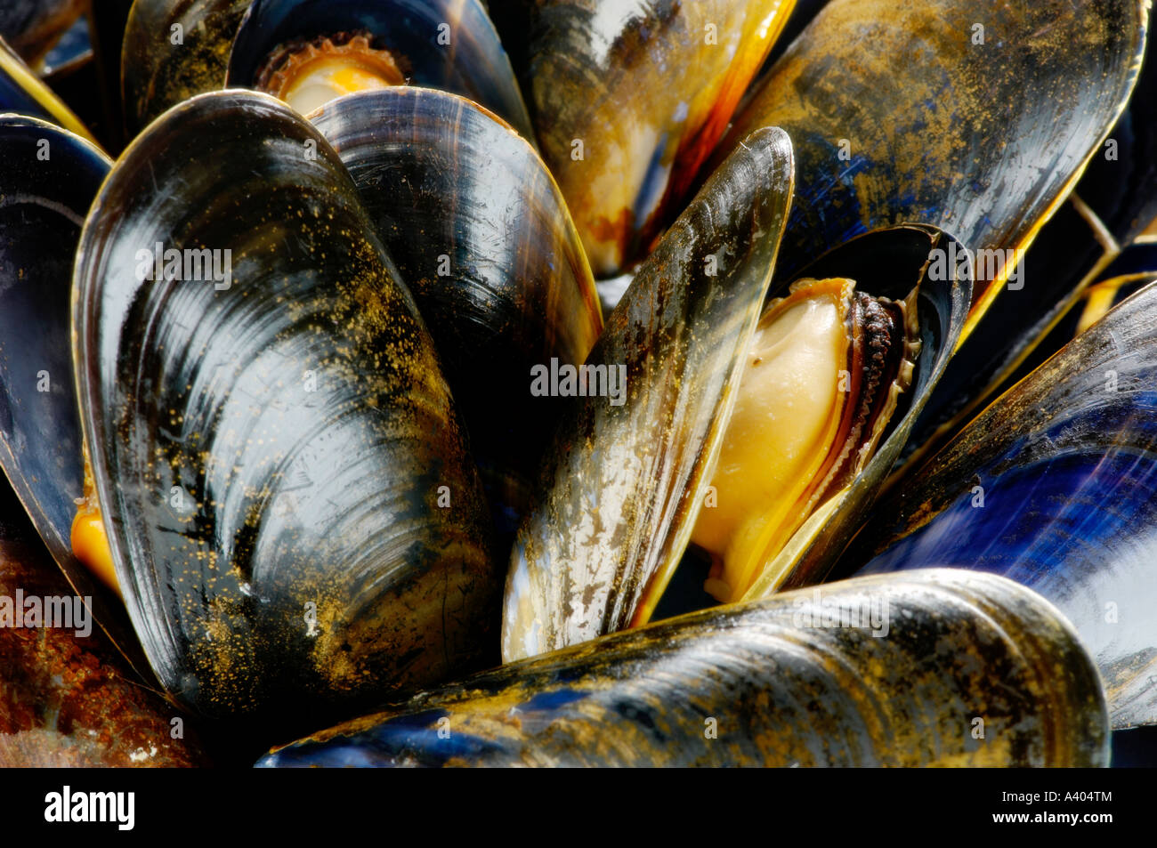 Musle With Shell Bivalve shell hi-res stock photography and images - Alamy