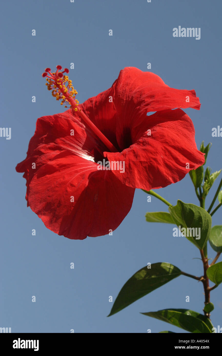 Clear petal of hibiscus flower hi-res stock photography and images - Alamy
