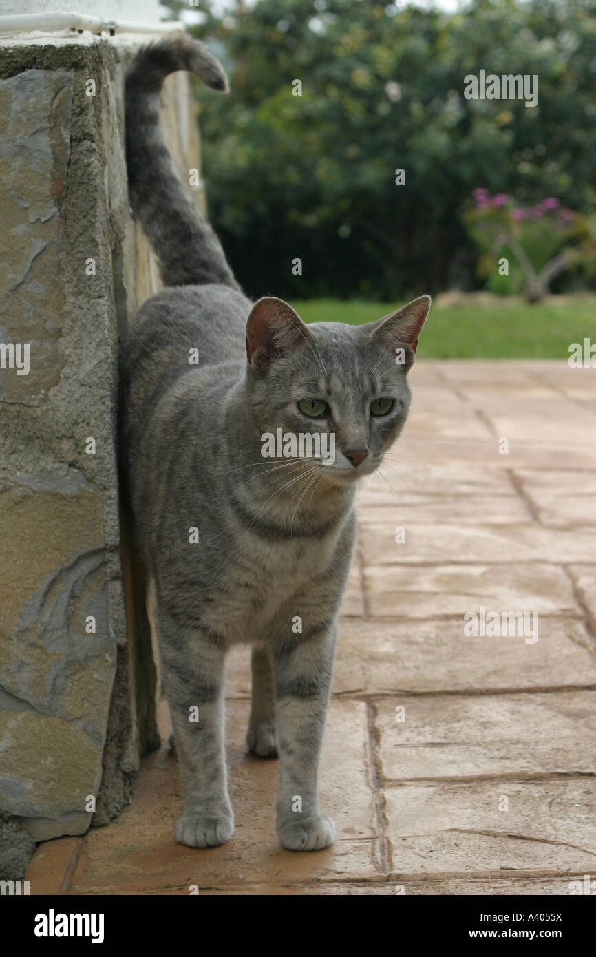 Tabby cat in garden Stock Photo - Alamy