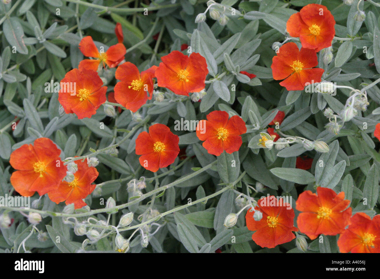 Red helianthemum bush Stock Photo