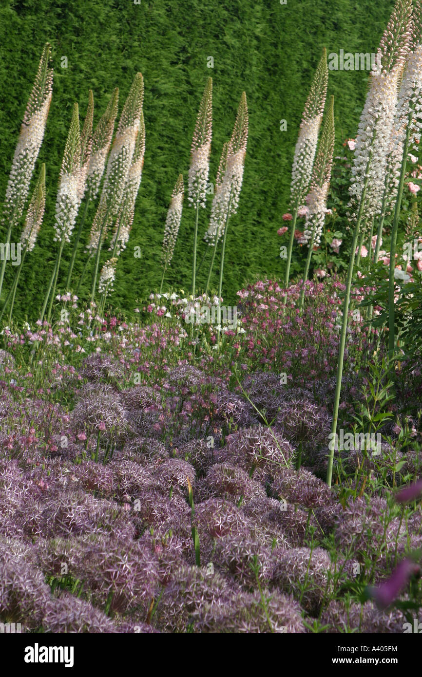 Alium and foxtail lilies Stock Photo