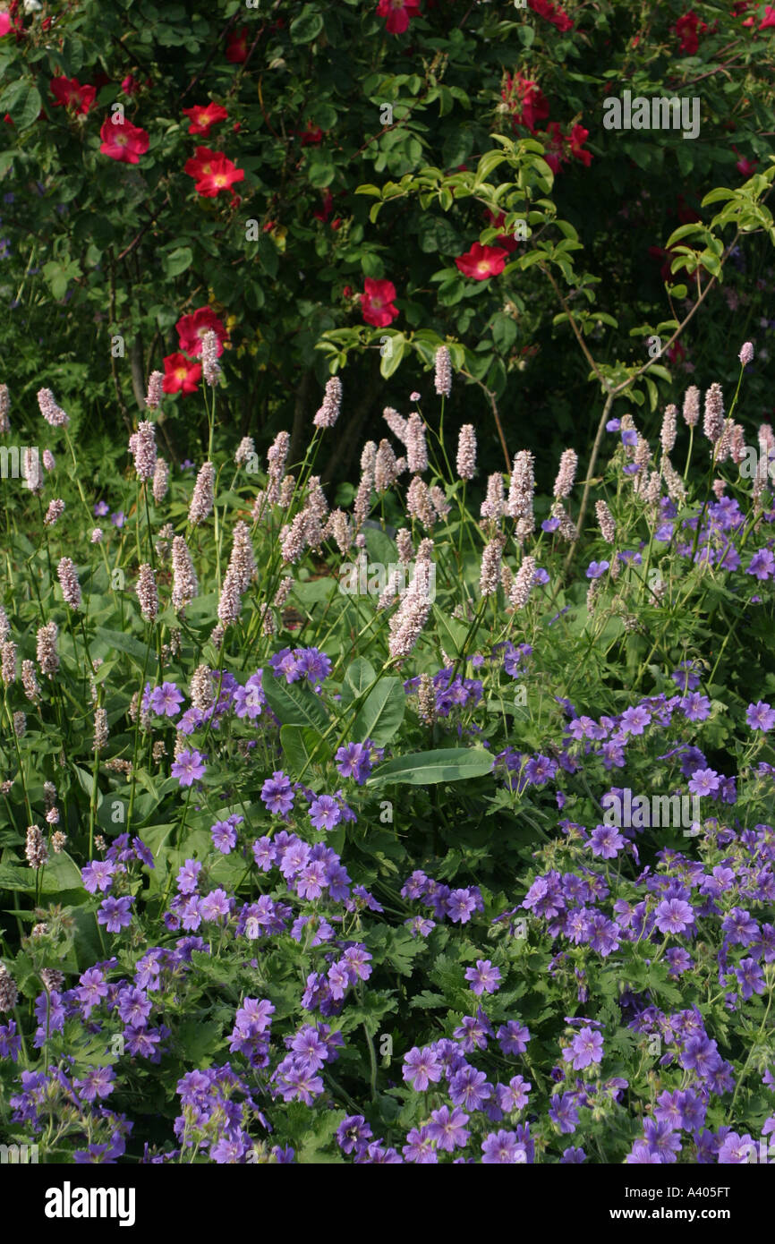 Hardy geraniums and border flowers Stock Photo