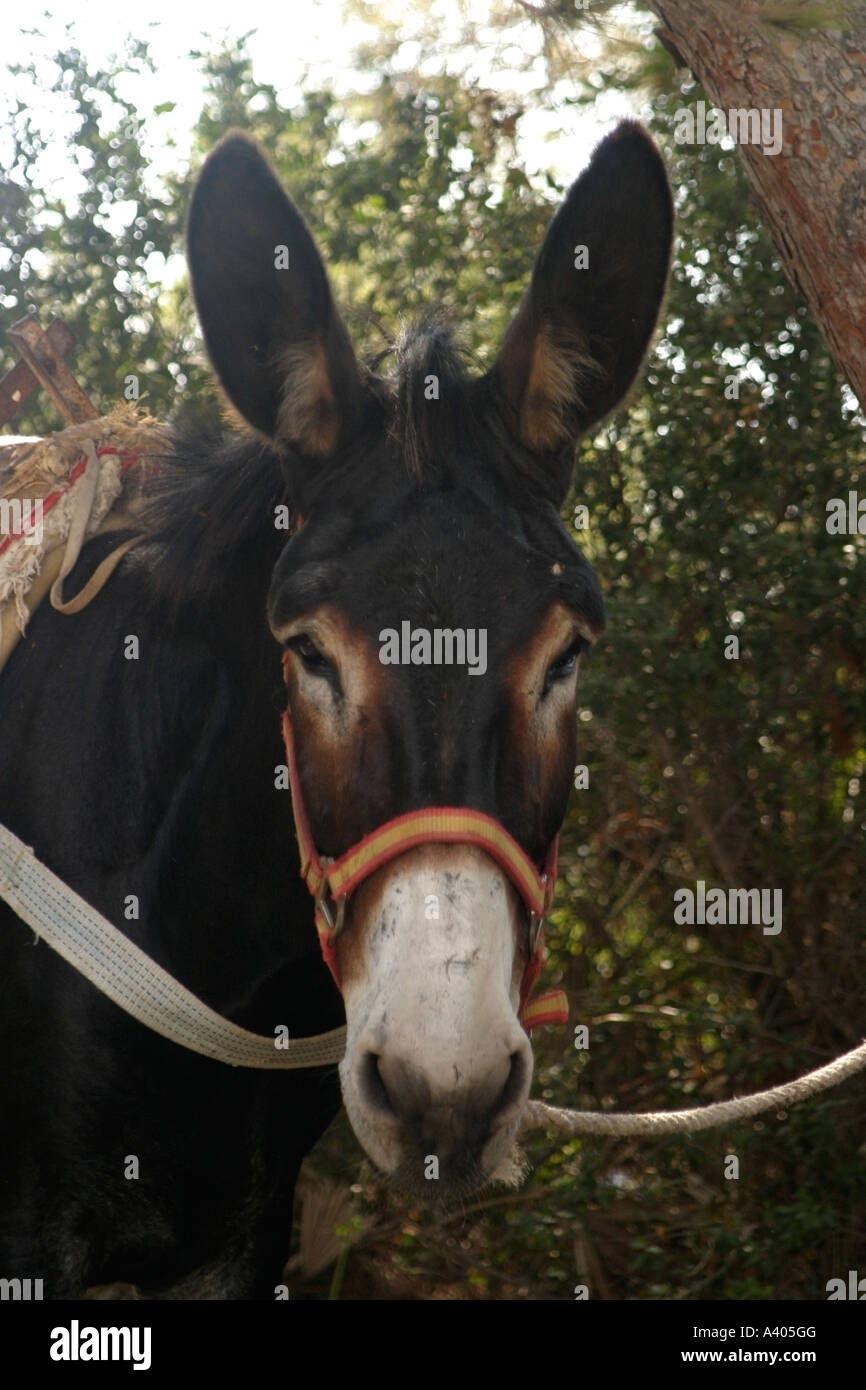 A donkey wearing a harness Stock Photo Alamy