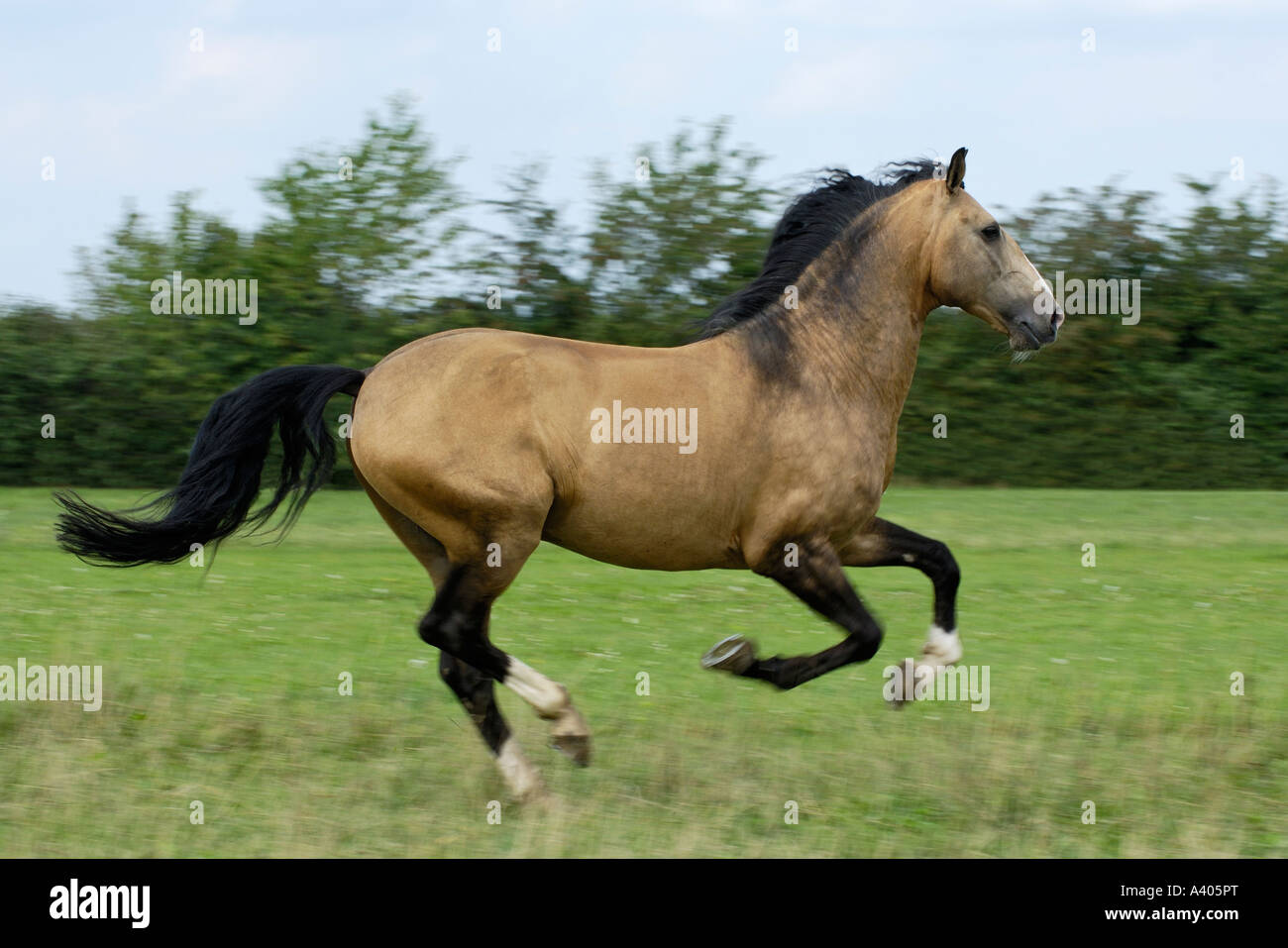 Lusitano horse stallion galloping in the paddock Stock Photo
