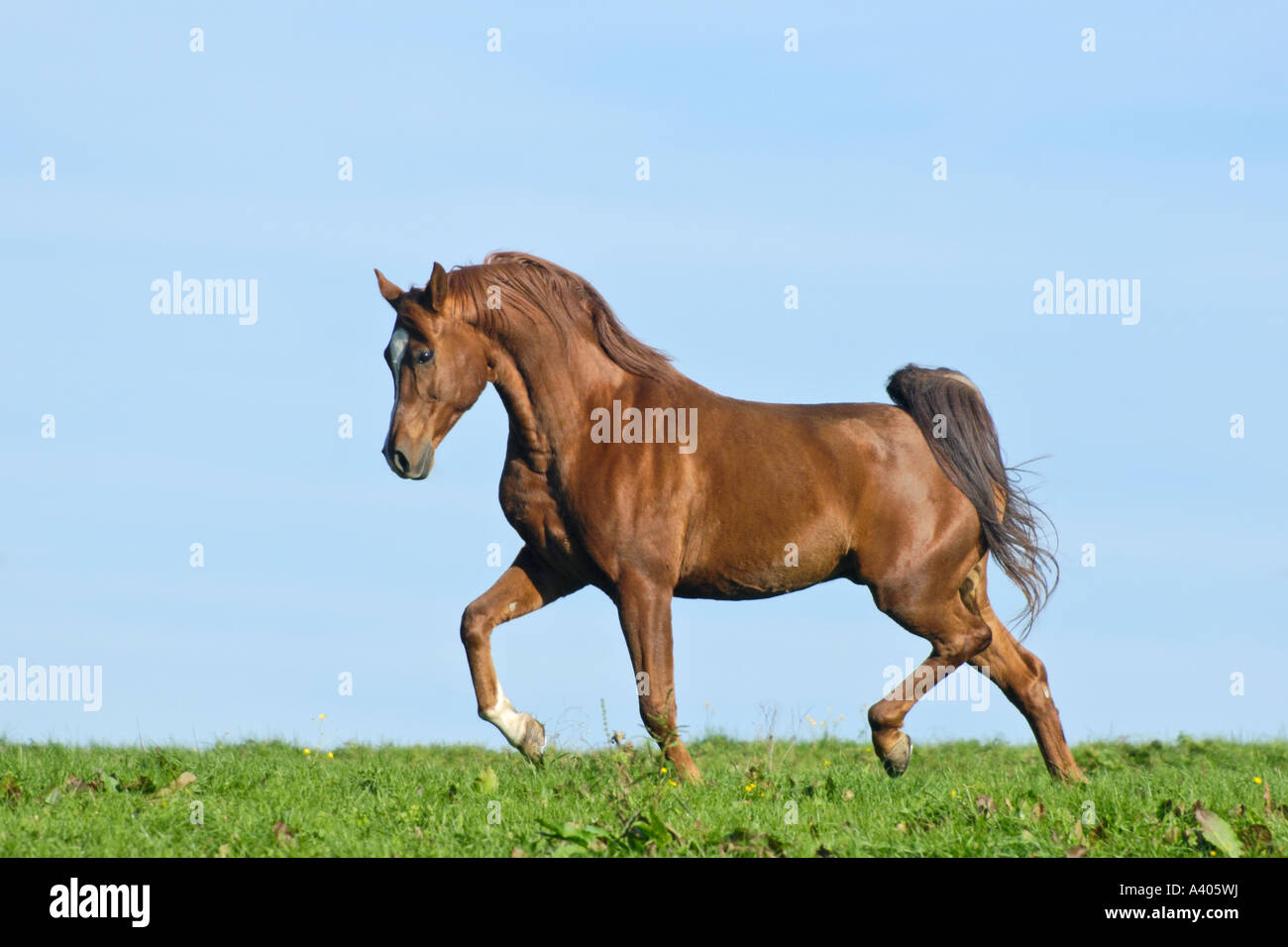 Arabian horse trotting Stock Photo Alamy