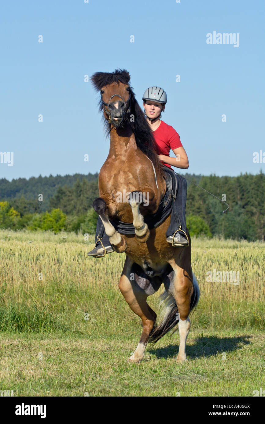 Rearing horse rider riding hires stock photography and images Alamy
