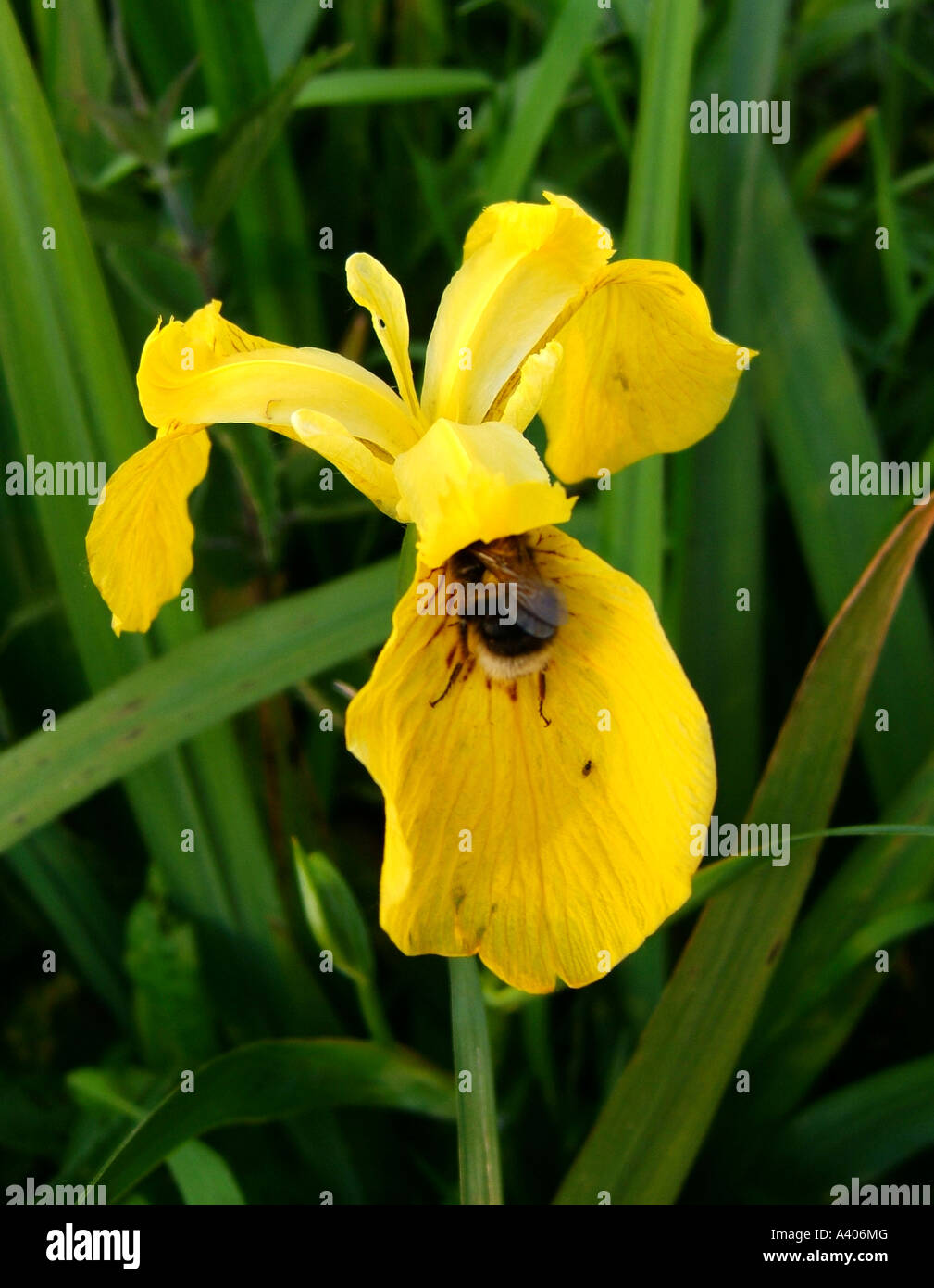 Yellow Flag Iris Iris pseudacorus Stock Photo Alamy