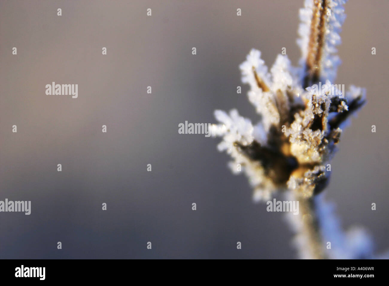 Gray buff colour hi-res stock photography and images - Alamy