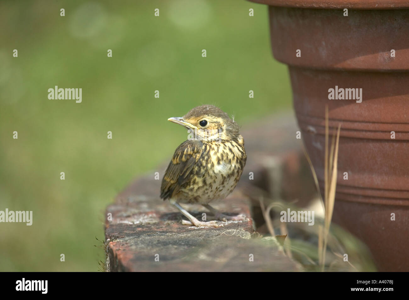 A song thrush chick on an old brick wall Stock Photo