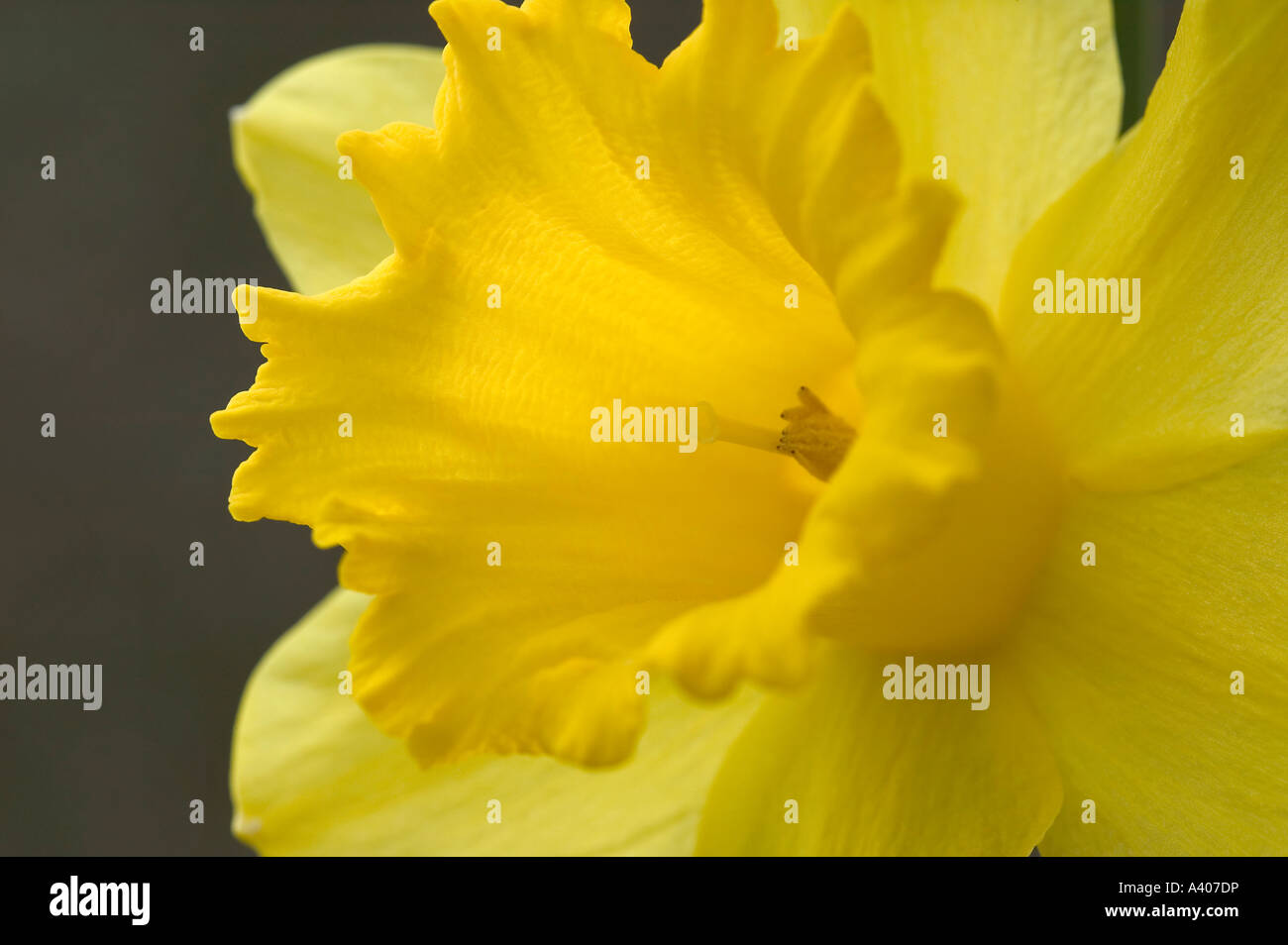 A close up image of an yellow daffodil Stock Photo