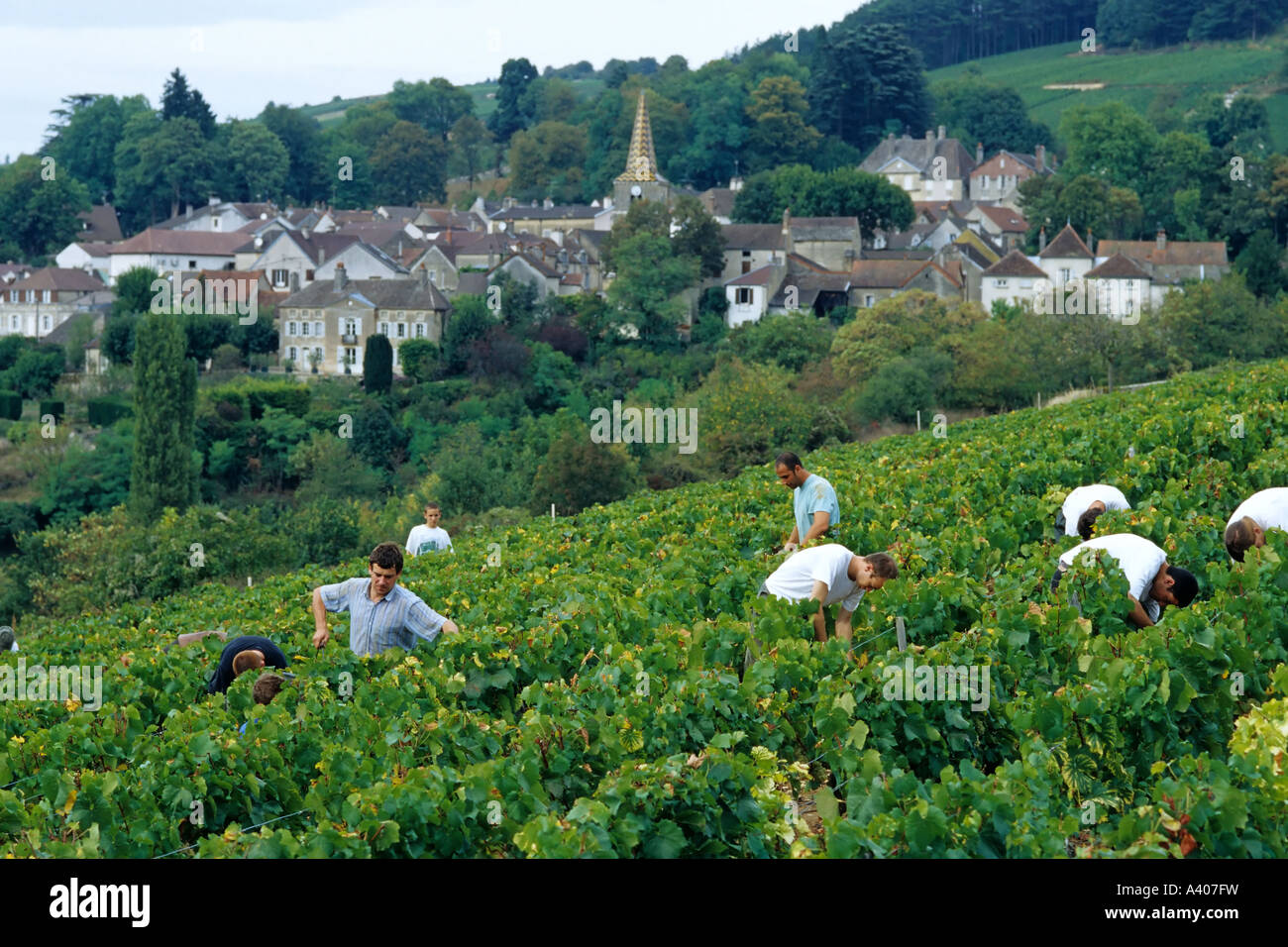 Grape pickers harvesting vineyard, Pernand-Vergelès village in the distance, Côte de Beaune, Côte d'Or, Burgundy, France, Europe Stock Photo
