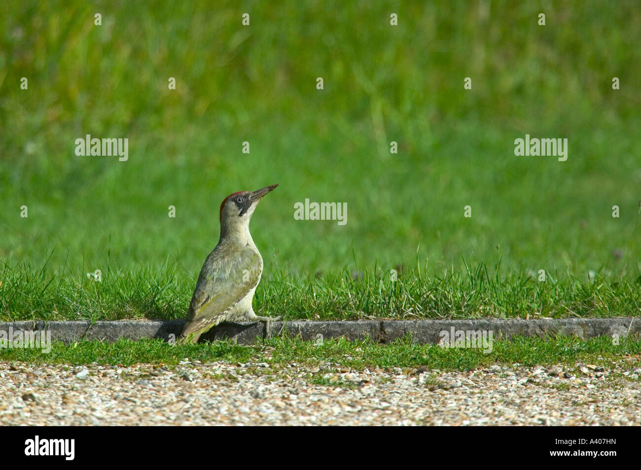 Green Woodpecker with a muddy bill Stock Photo
