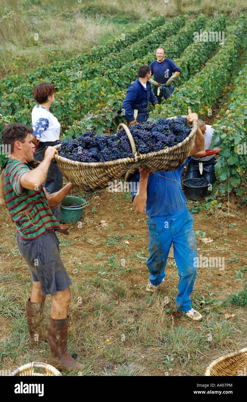 FRANCE BURGUNDY  PERNAND-VERGELES  GRAPE PICKERS WITH A  BENATON  BASKET WITH FRESHLY HARVESTED PINOT NOIR GRAPES helping carry heavy Stock Photo