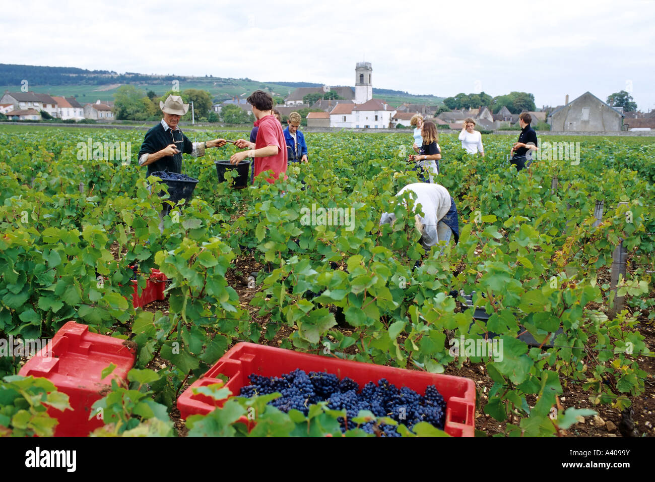 Polly Harvest Middle Burgundy main image 1