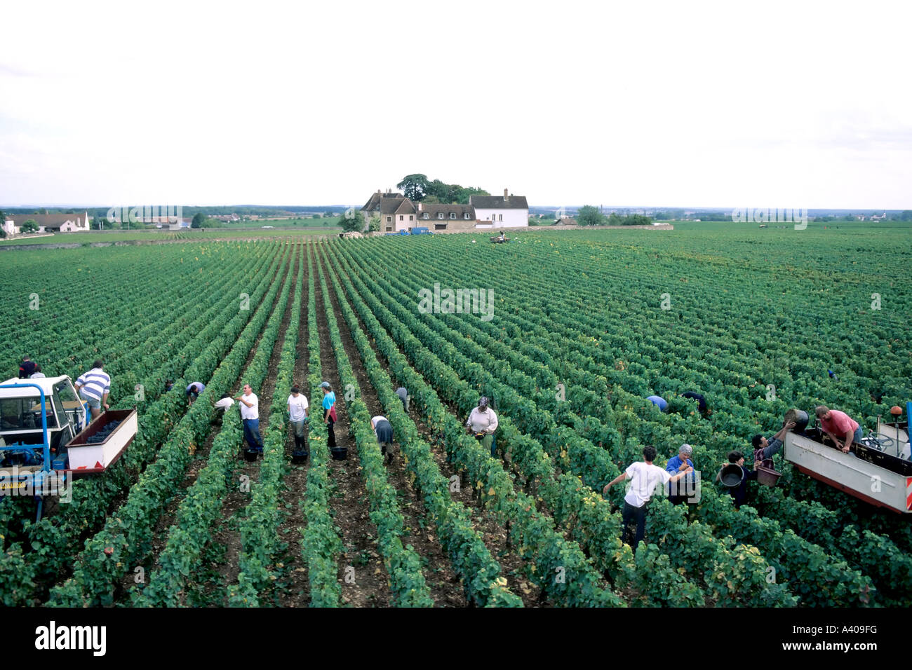 Polly Harvest Middle Burgundy