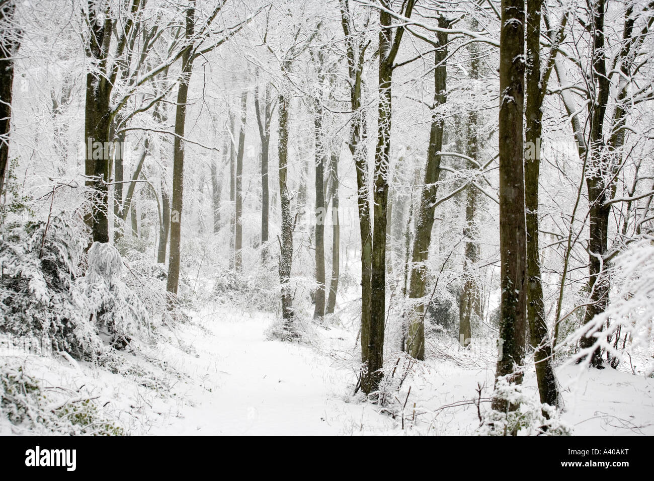 Cotswold Commons And Beechwoods High Resolution Stock Photography and