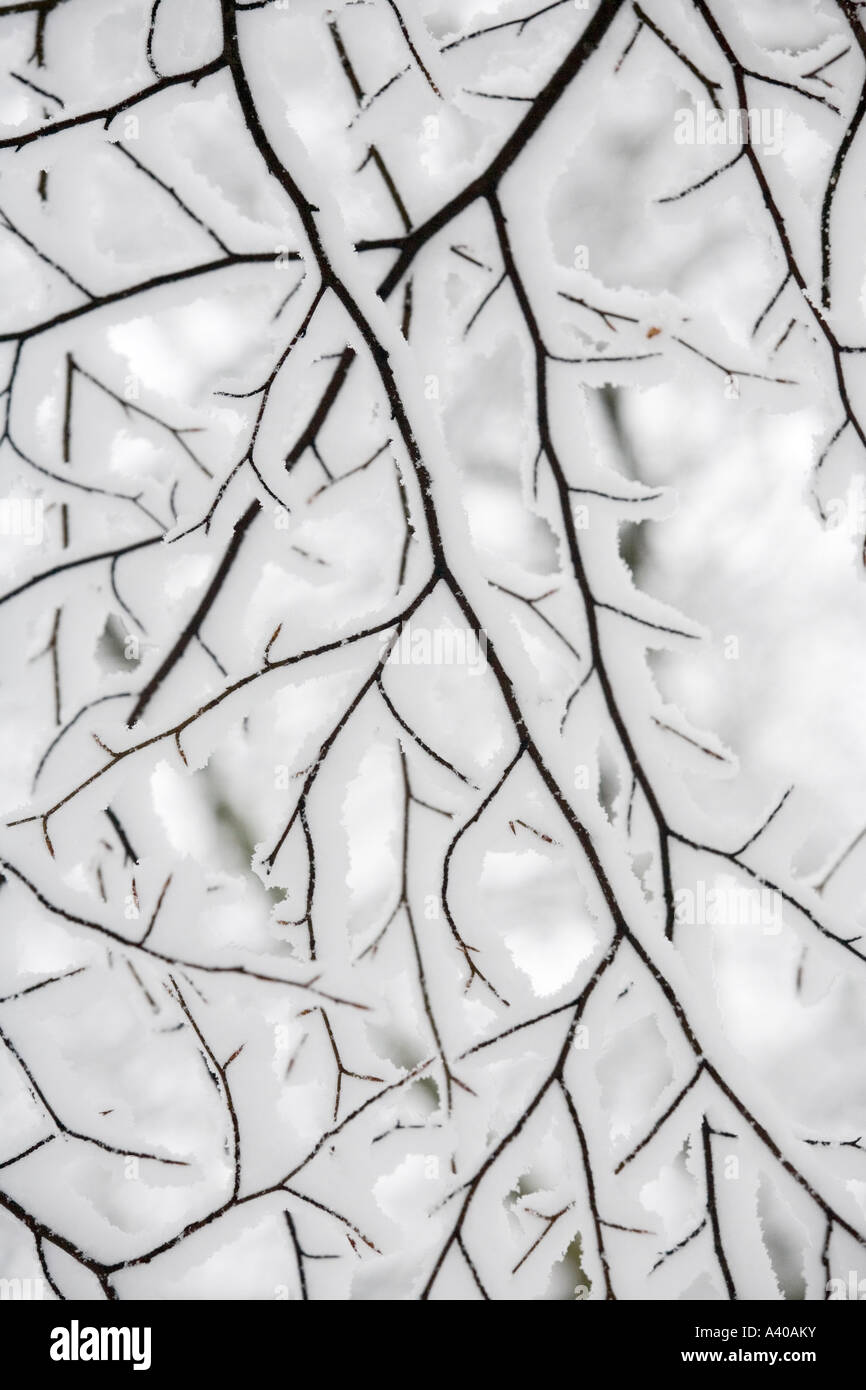 Detail of Beech tree covered in snow, Cotswold Commons and Beechwoods National Nature Reserve, Gloucestershire, UK Stock Photo