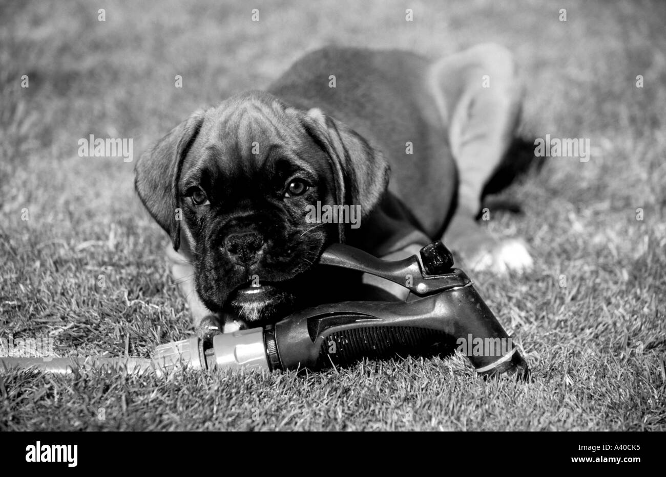 Horizontal black and white portrait of cute boxer puppy chewing hose pipe in the garden Stock Photo