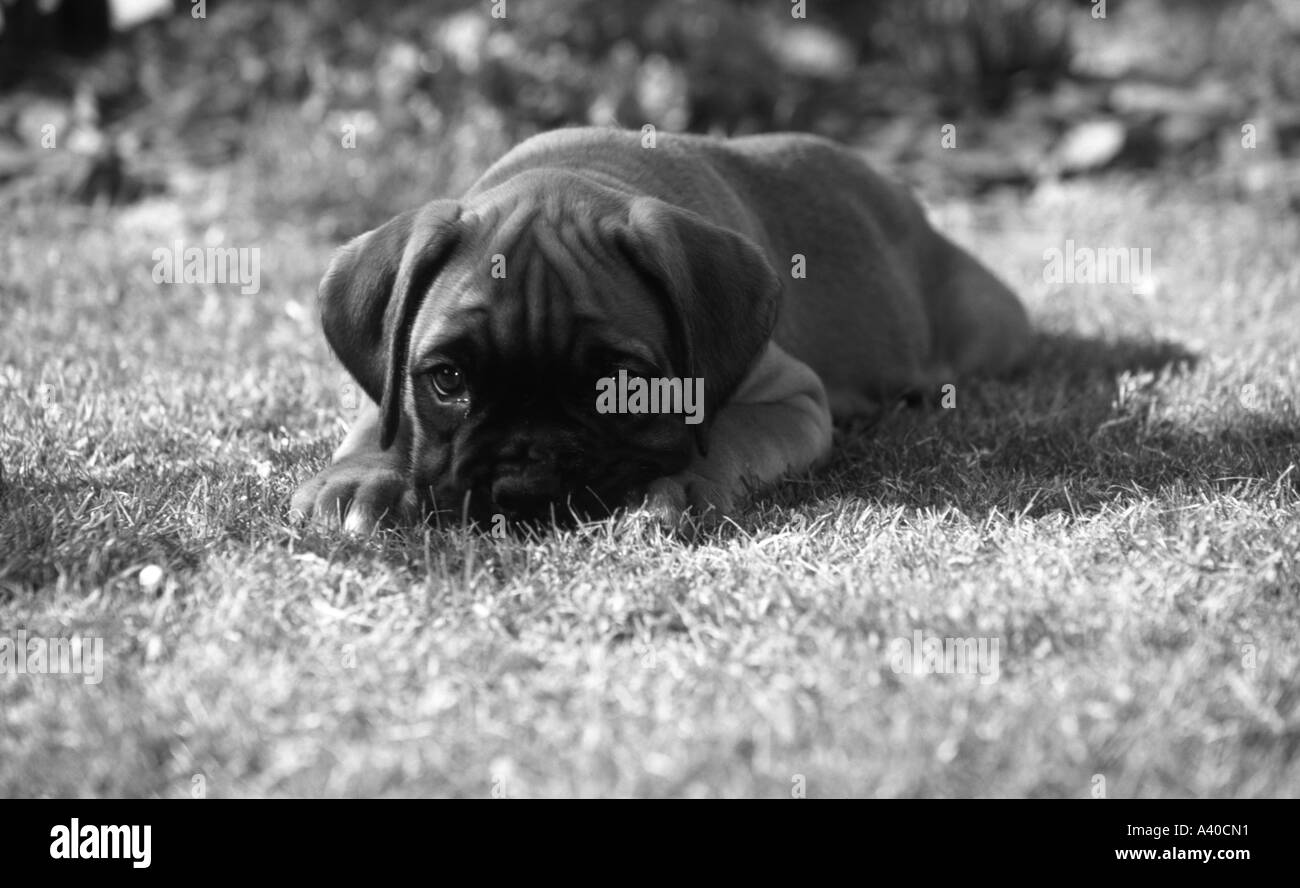 Black and white portrait of cute boxer puppy dog looking sheepish Stock ...