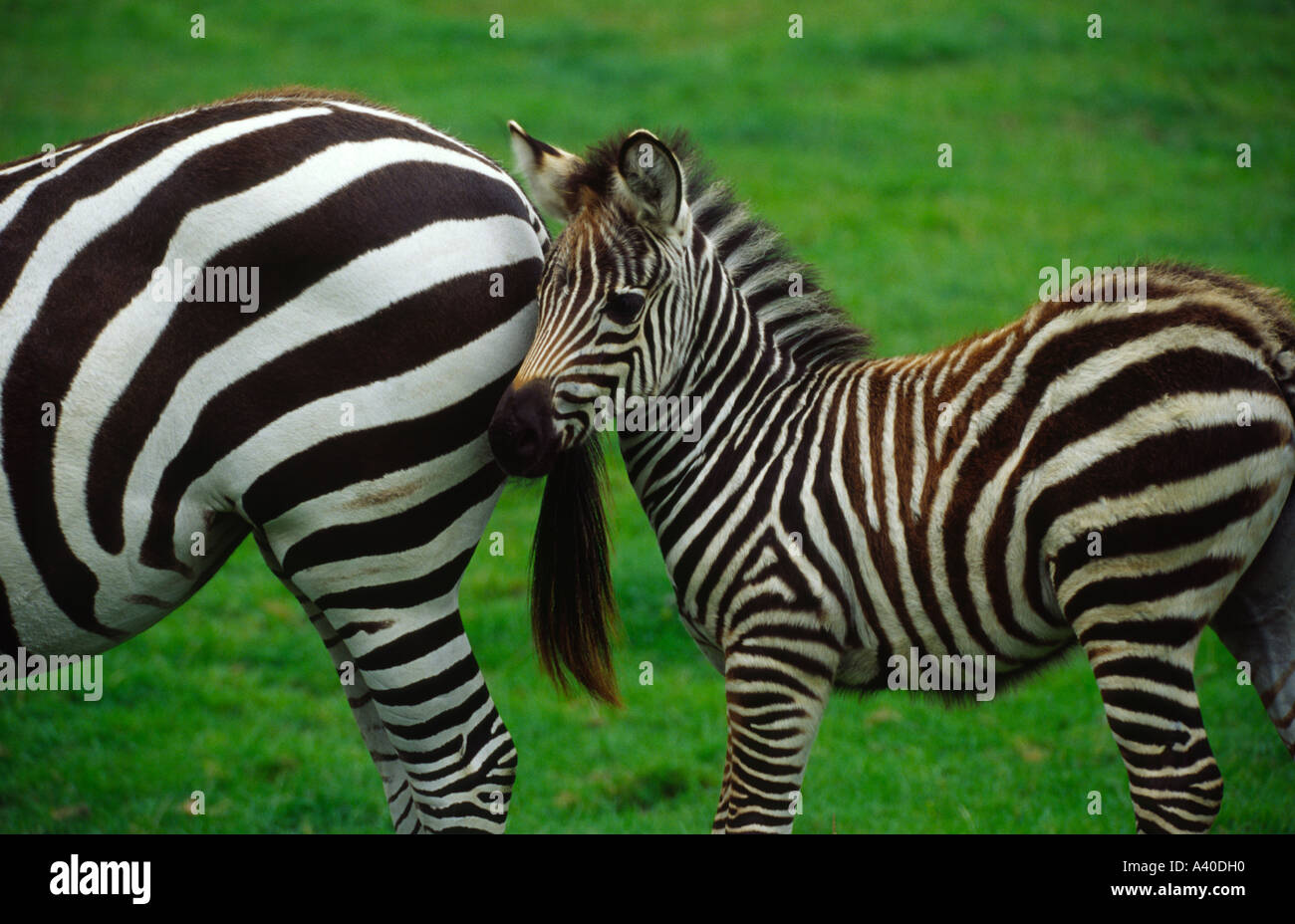 Baby zebra nuzzles up to its mother's bottom, Longleat safari park, Wiltshire, England Stock Photo