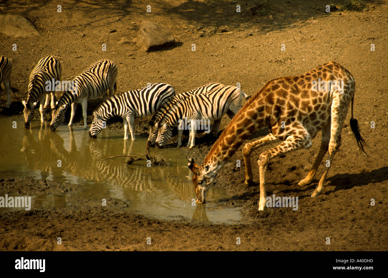 Giraffe and zebra drink together at water hole, Umfolozi game