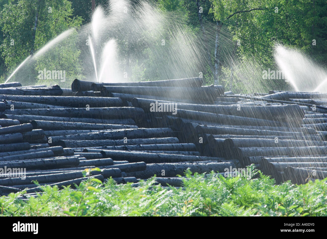 Timber poles hi-res stock photography and images - Alamy