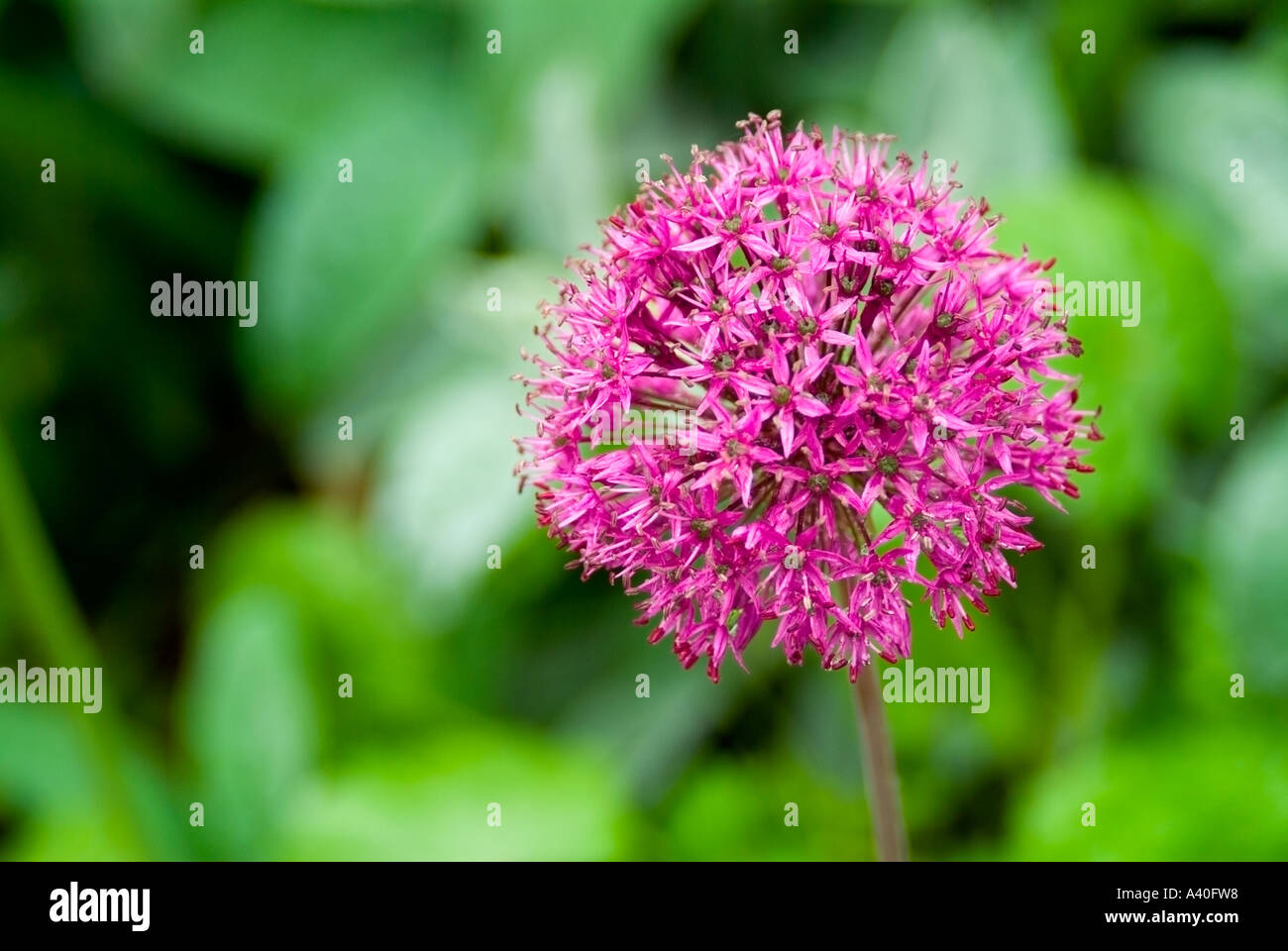 Starry florets of a spherical Allium bloom against soft focused leaves Stock Photo
