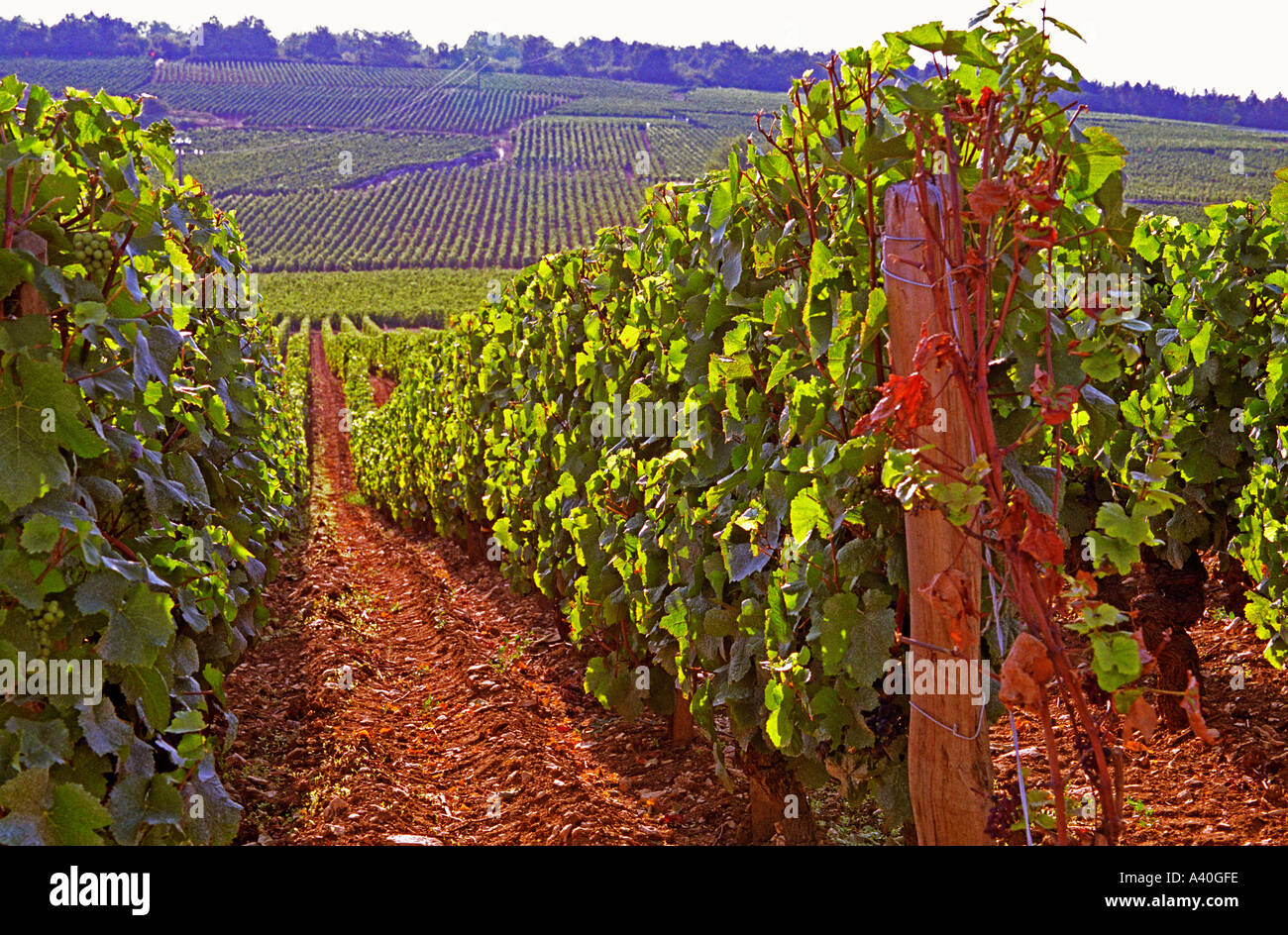 Vines in the famous Grand Cru Romanee Conti vineyard, Vosne, Bourgogne ...