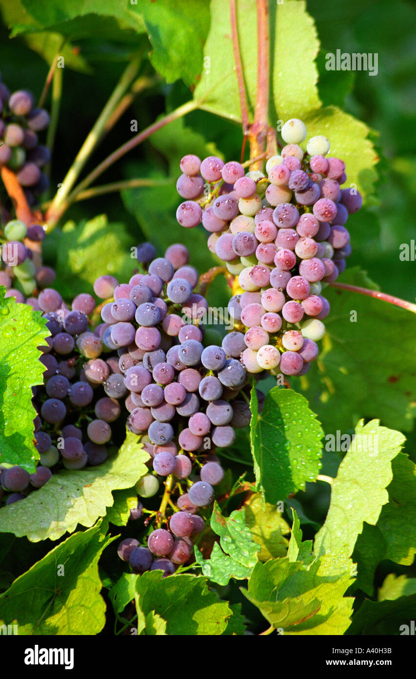A bunch of grapes in Burgundy with drops of water Stock Photo Alamy