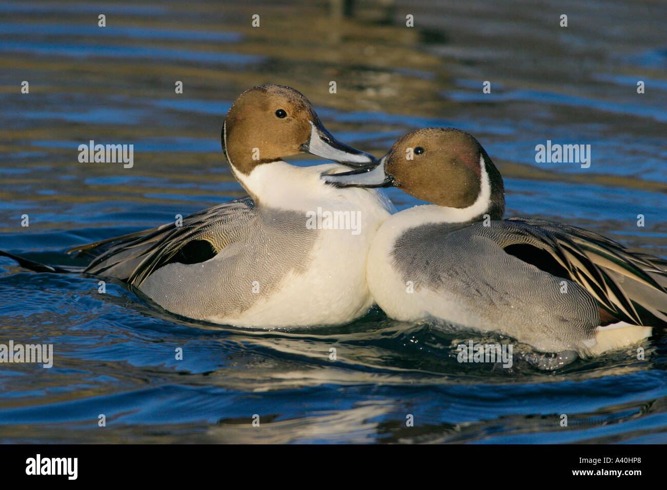 Northern pintail drakes in territorial dispute over female duck. Stock Photo