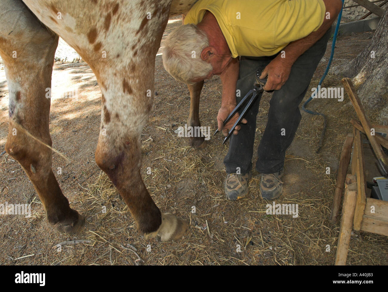 Israel Horse ranch near kibutz Zorha blacksmith changing horseshoes