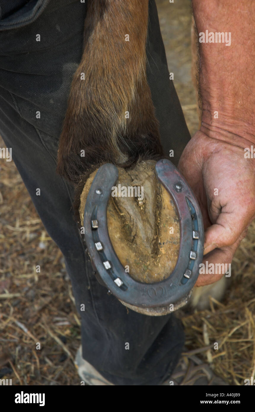 Israel Horse ranch near kibutz Zorha blacksmith changing horseshoes