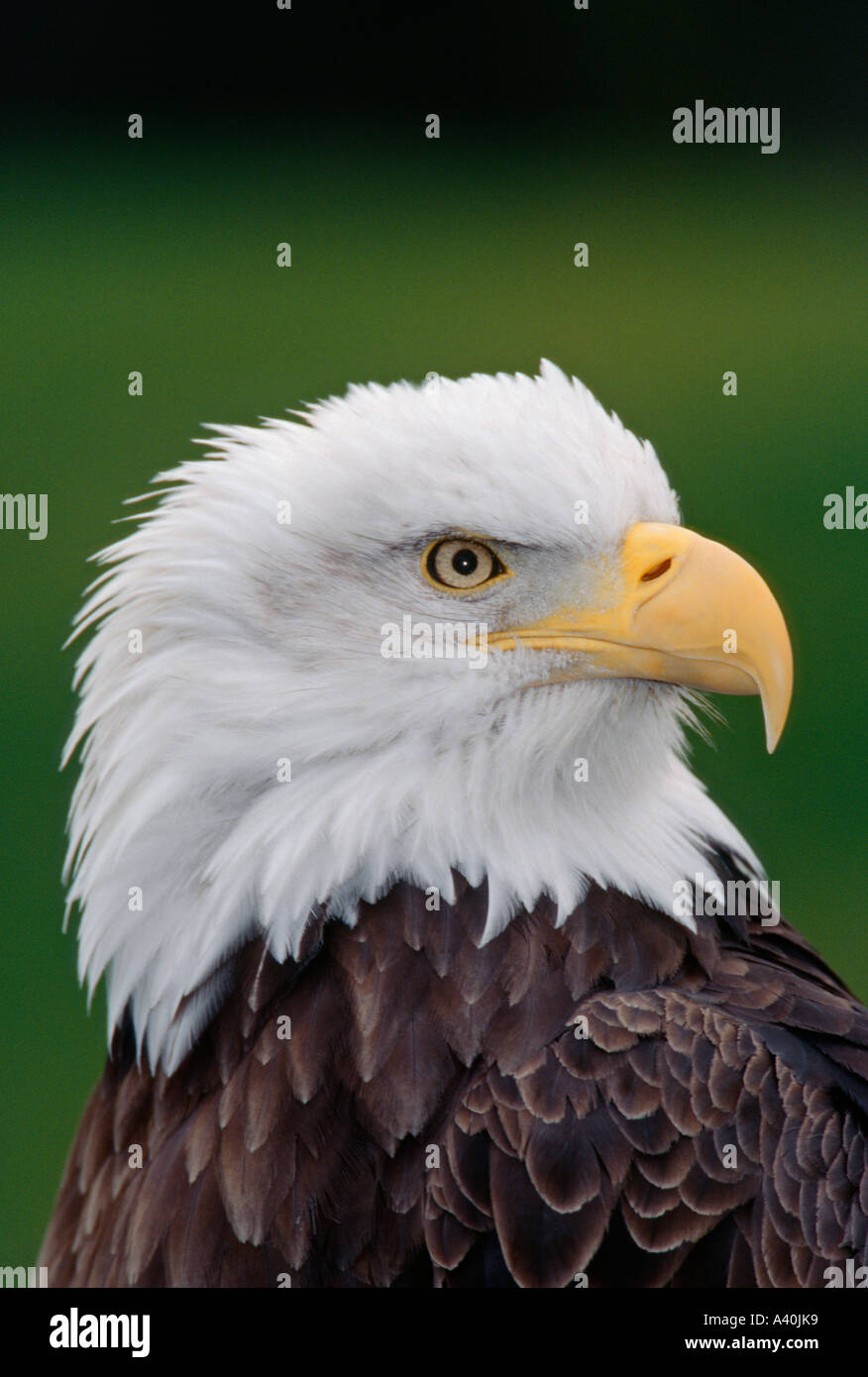 Closeup portrait of bald eagle  Captive subject Stock Photo