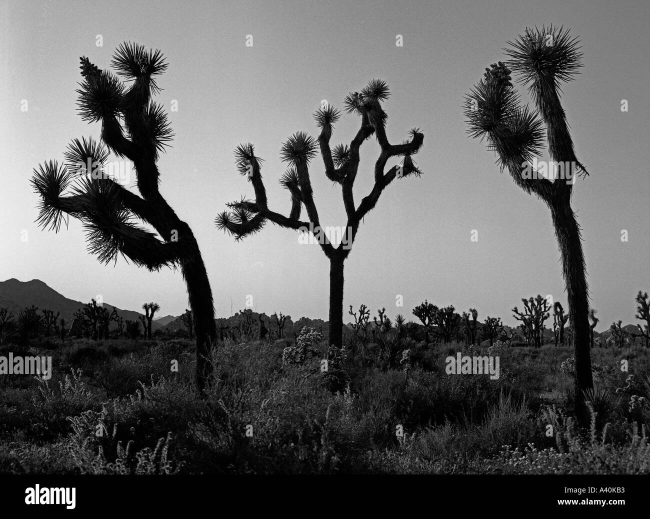 Joshua Tree National Park California Usa Stock Photo Alamy