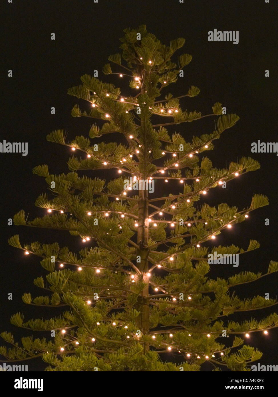 Norfolk Island Pine tree conifer lit up with tree lights at night Stock Photo