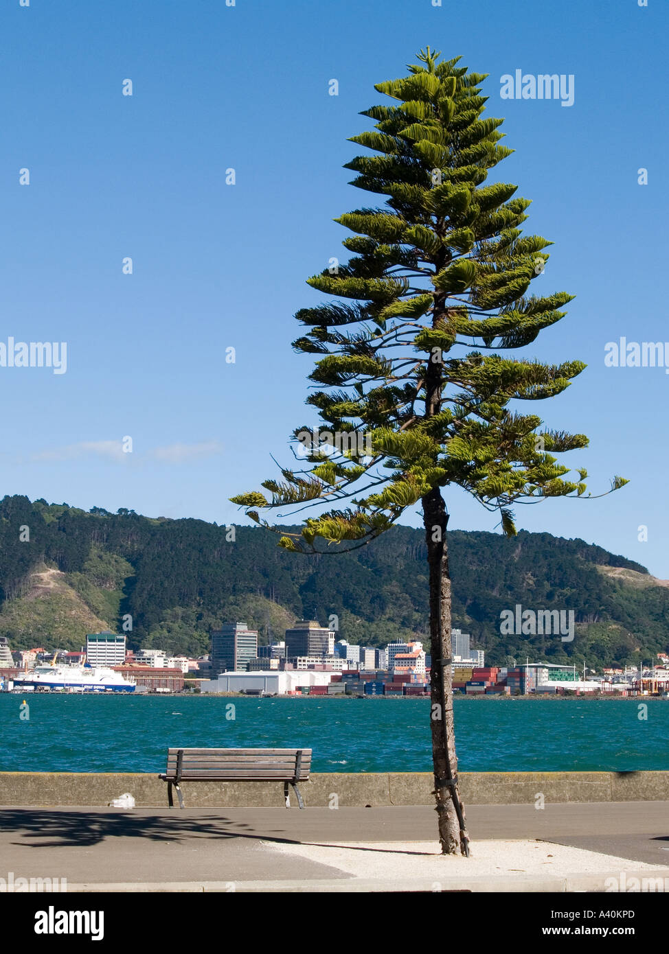 Norfolk Island Pine tree conifer with backdrop of sky hills sea harbour city and park bench Stock Photo